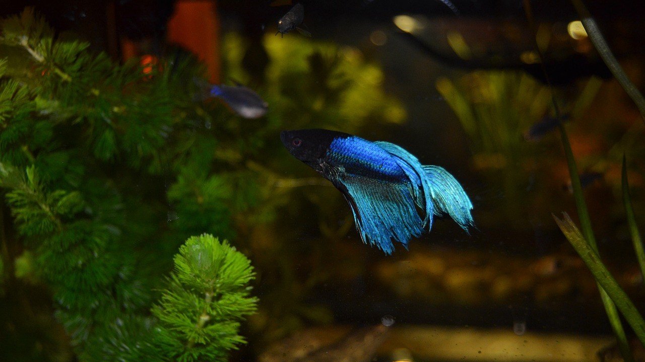 Betta Fish Behavior