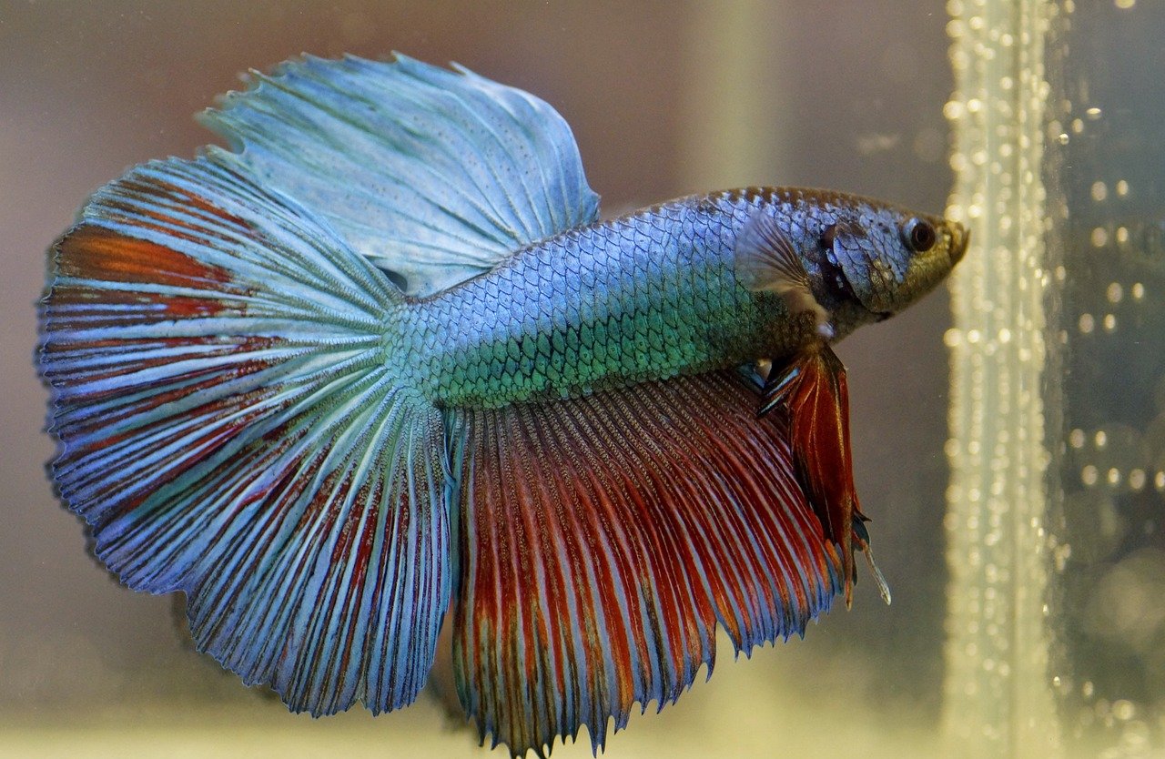 Diet For Betta Fish