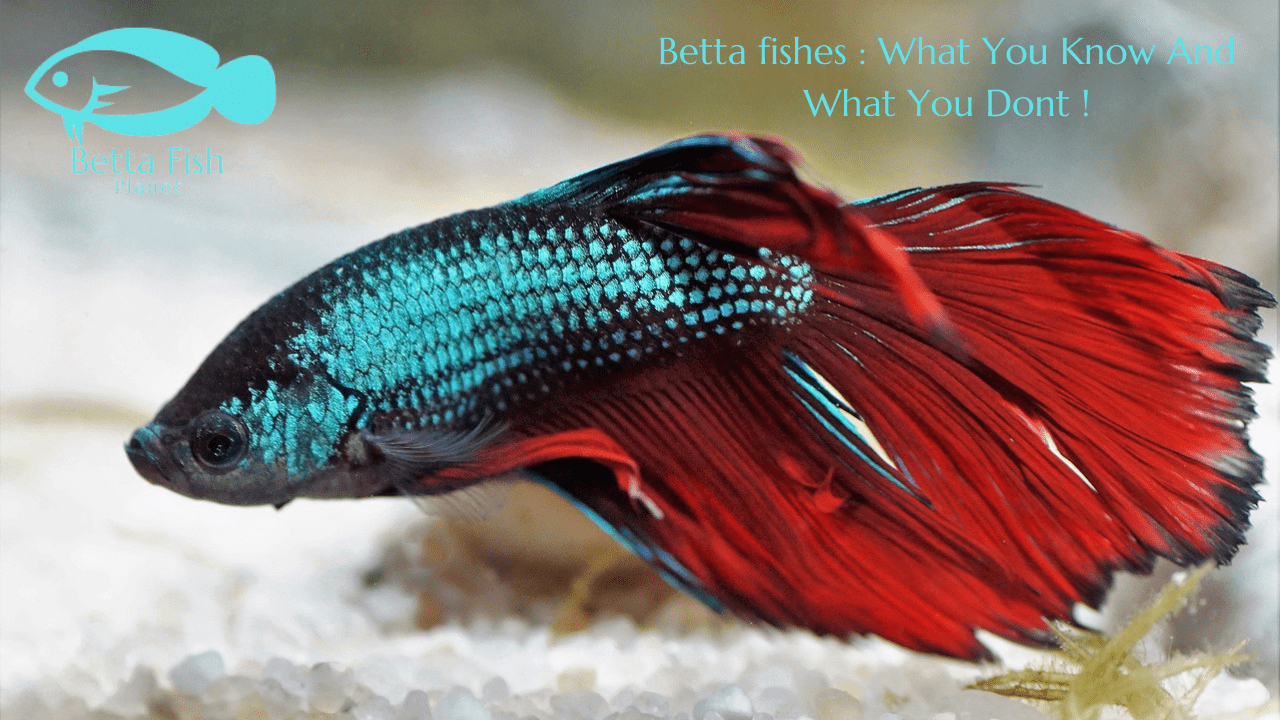 caring betta fish