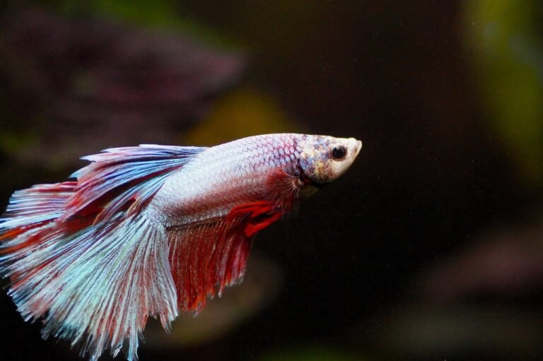 How Long Do Betta Fish Live