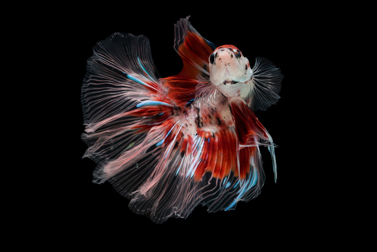 Koi Betta Fish