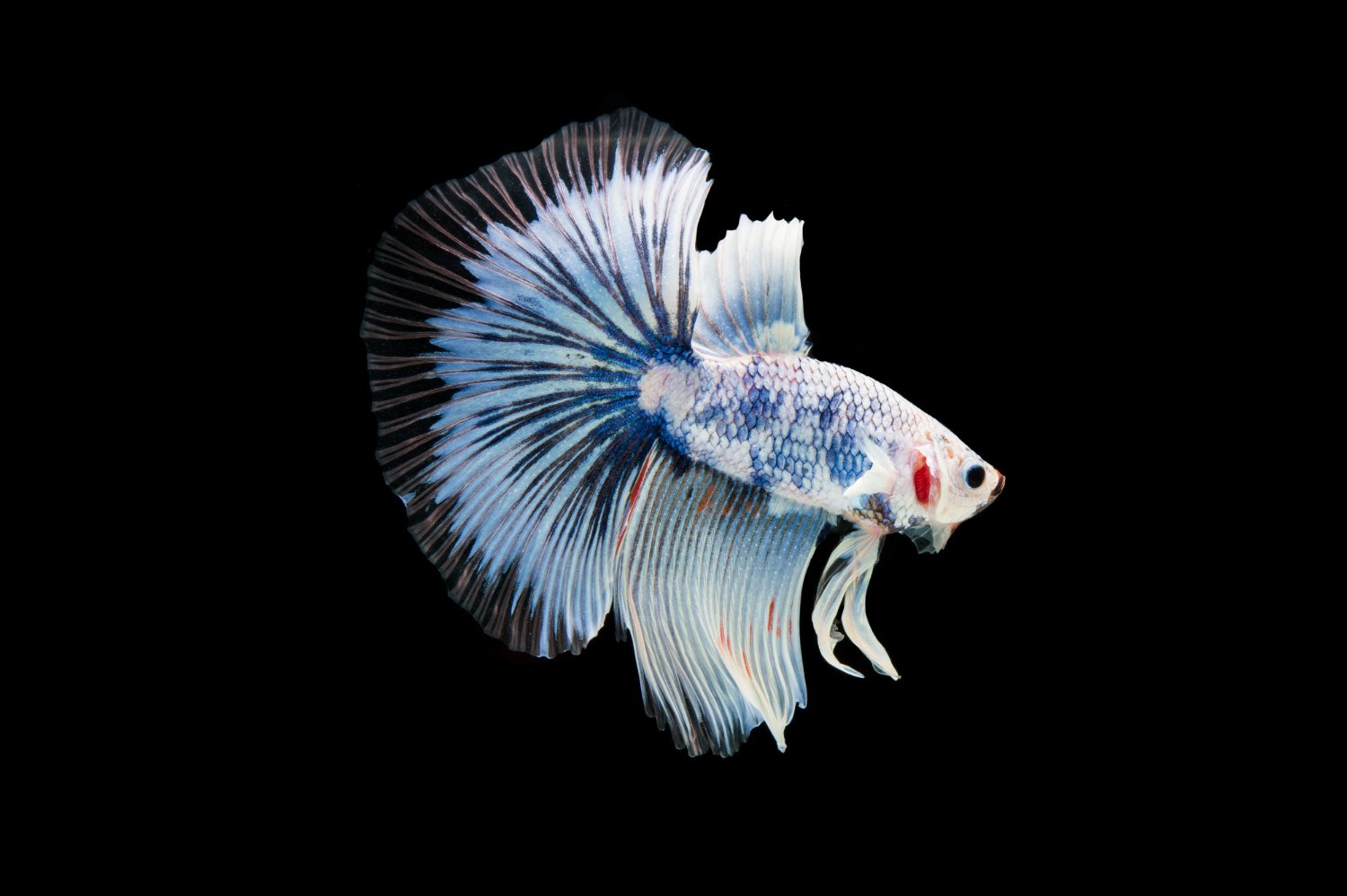 Half Moon Betta Fish