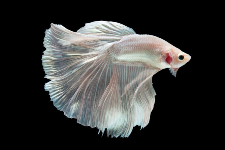 White color betta fish