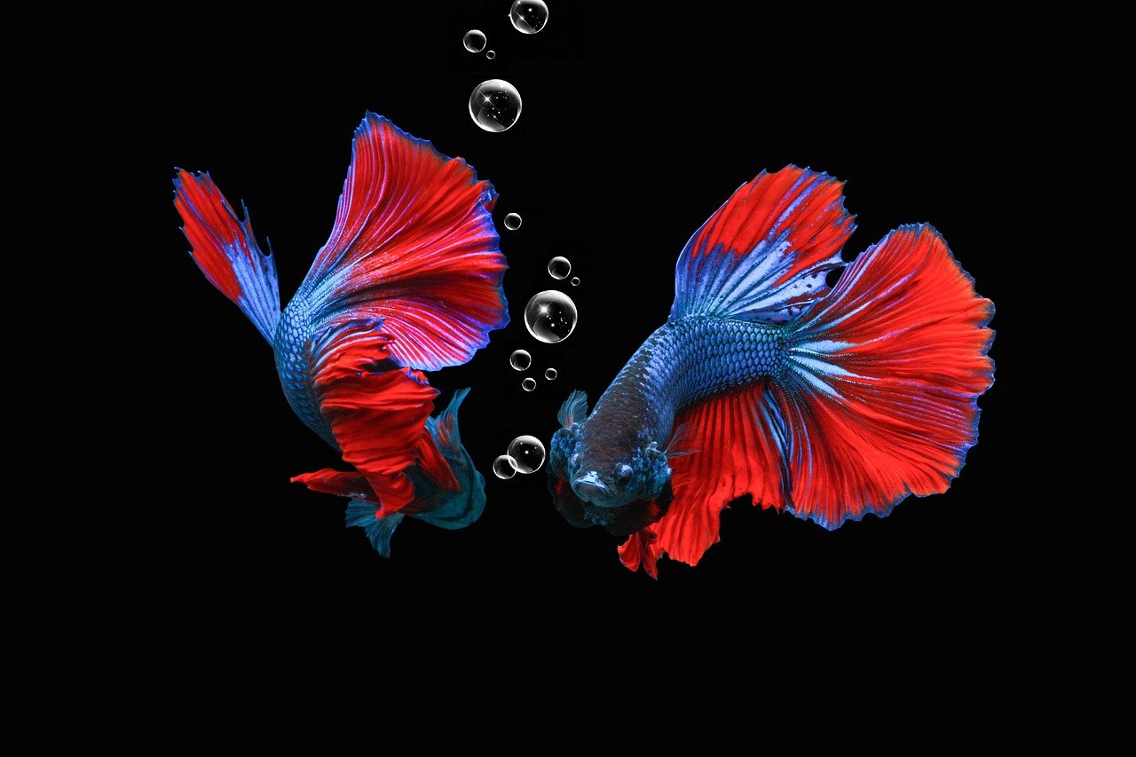 Betta Fish Genetics And A Deep Dive into Betta Breeding