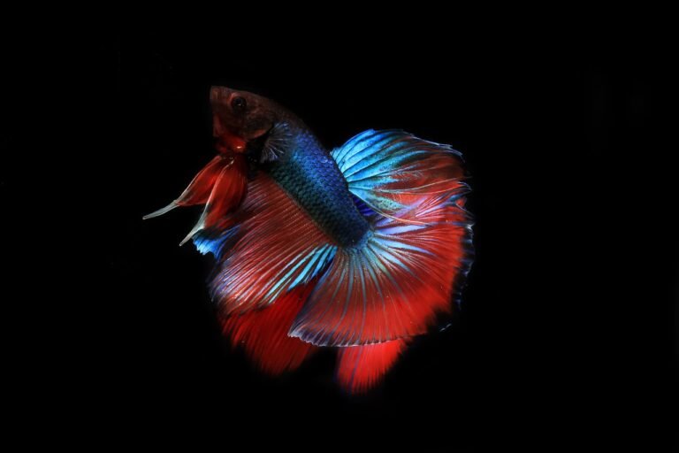 Betta Fish Names for Your Finned Friend You Never Heard