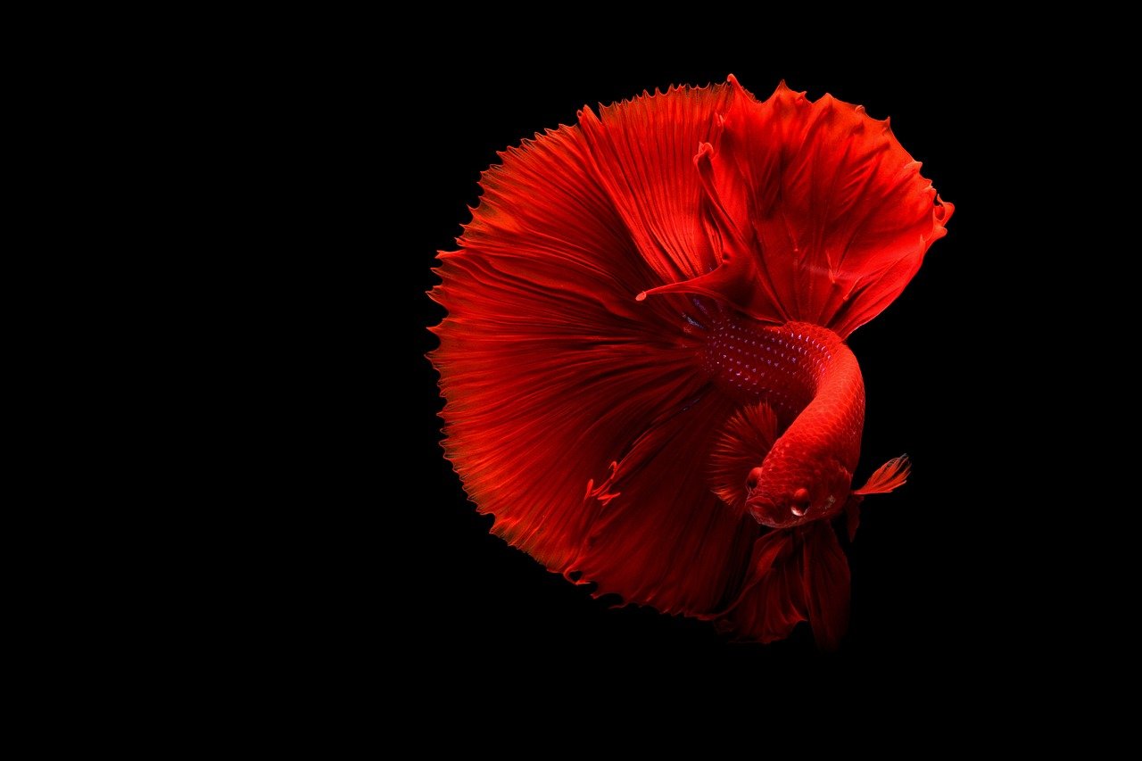 Betta Fish Red Color 