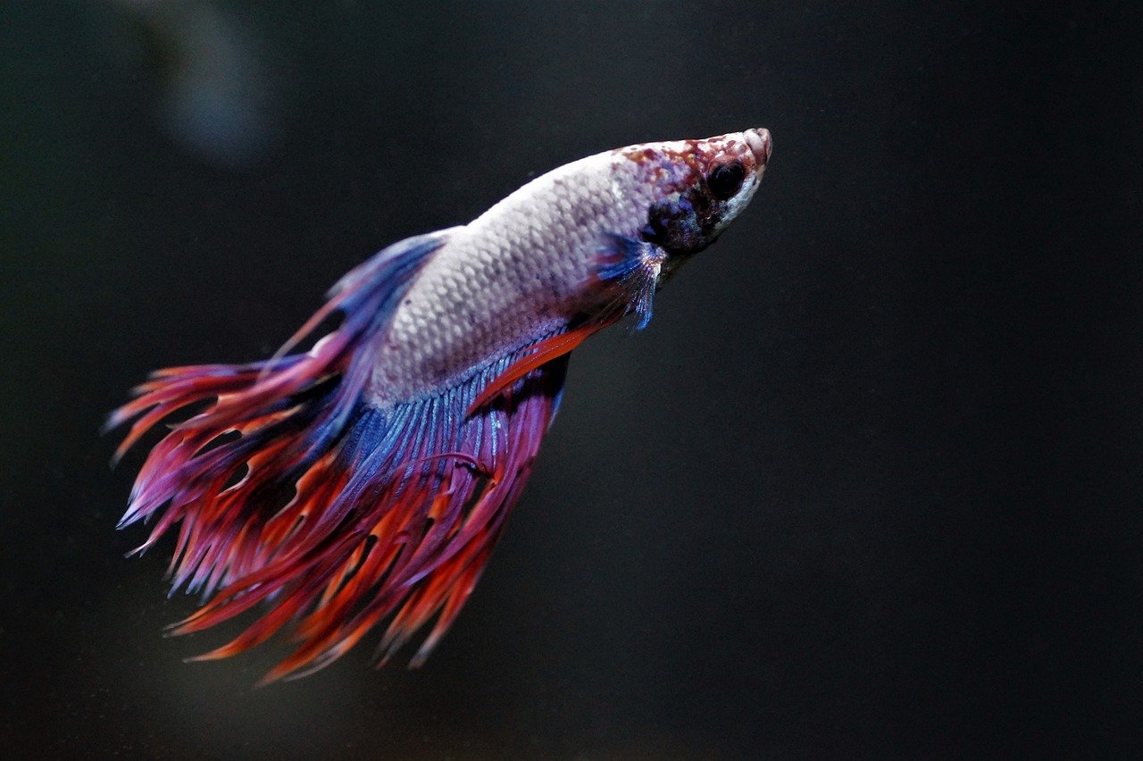 Explore Betta Fish Types