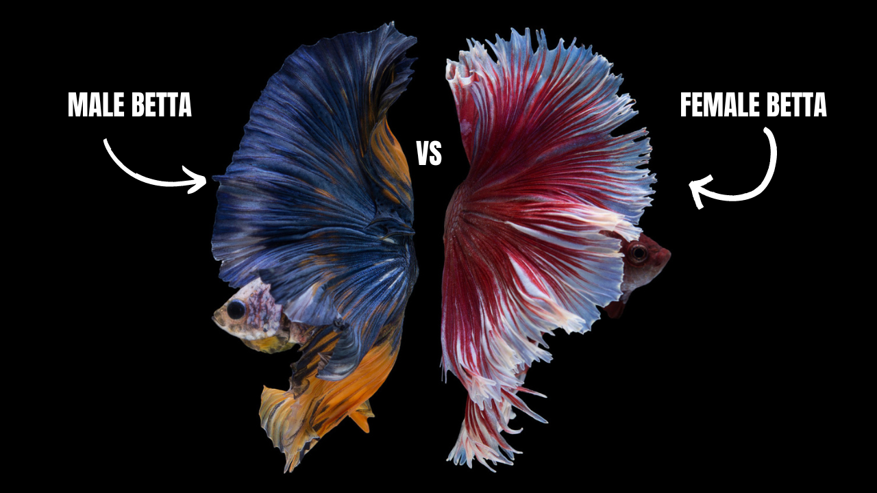 Female vs Male Betta