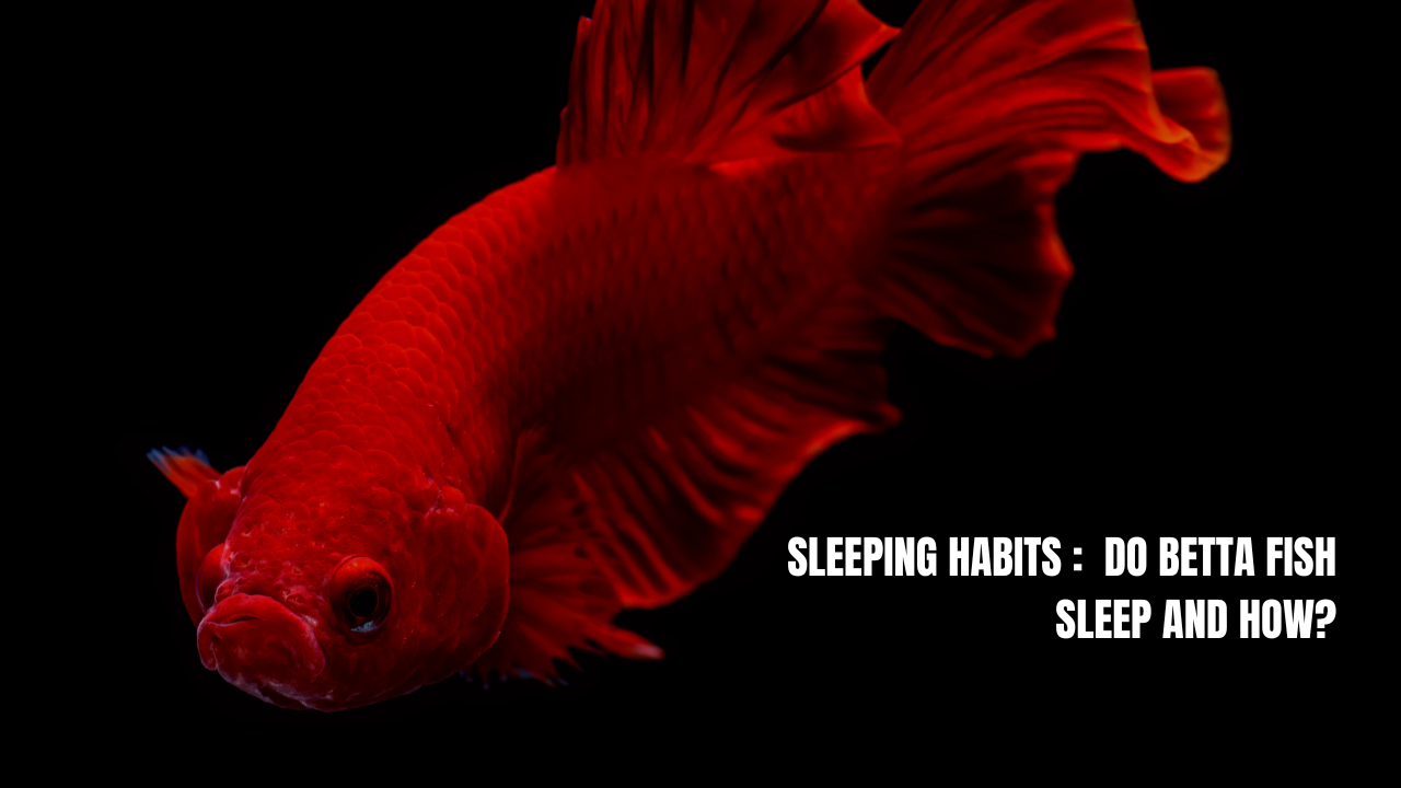 Do Betta Fish Sleep and How