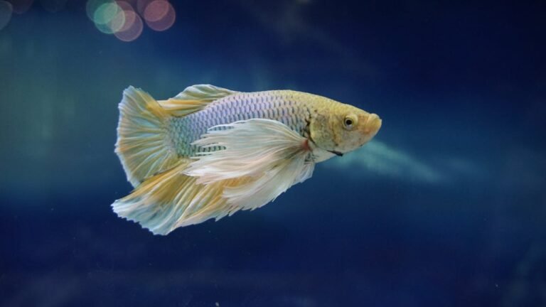 Stunning Decor Your Betta Fish Tank Ideas with These