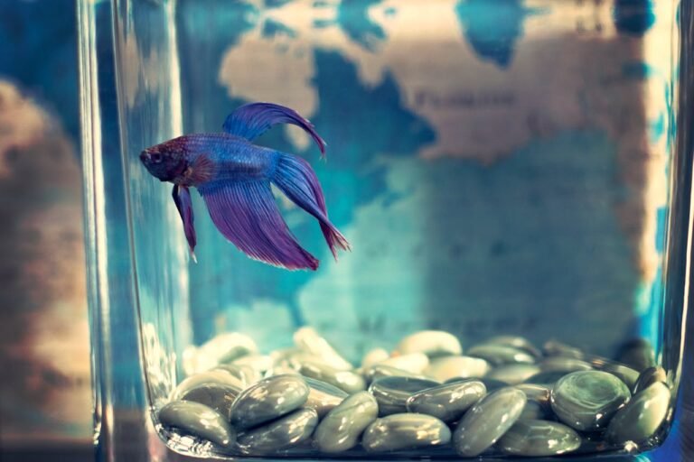 Blue color betta fish