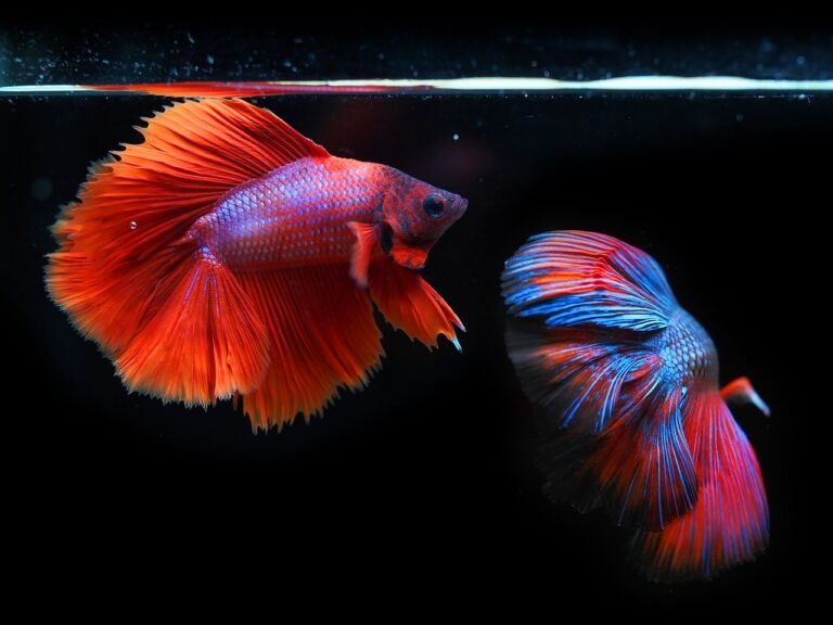 how to breed betta fish