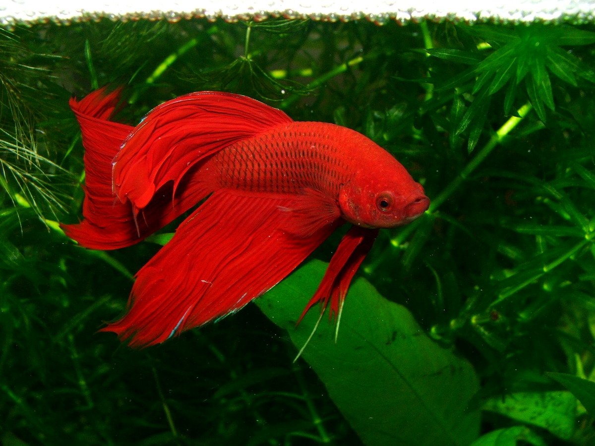 Top 5 Betta Fish Myths